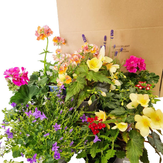 Gardener's Delight | Mystery Box | Shade Loving Plants