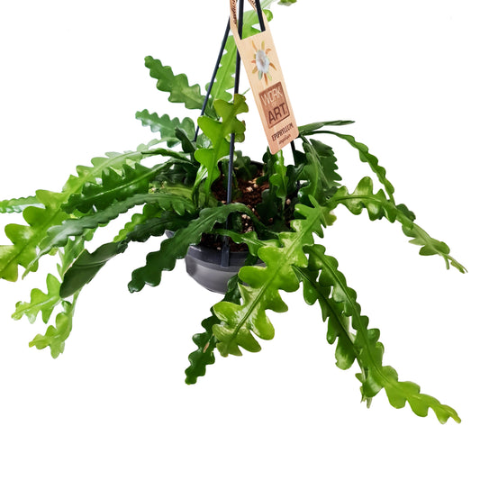 Fishbone Cactus | Indoor Hanging Plants