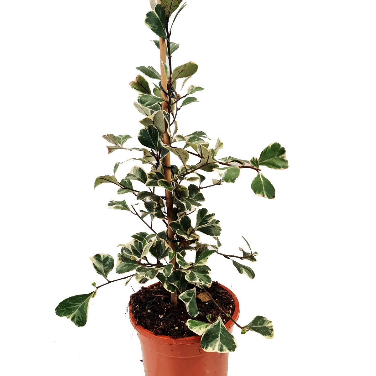 Sweetheart Fig