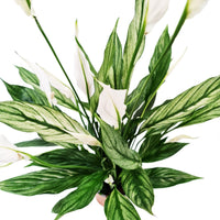Variegated Peace Lily