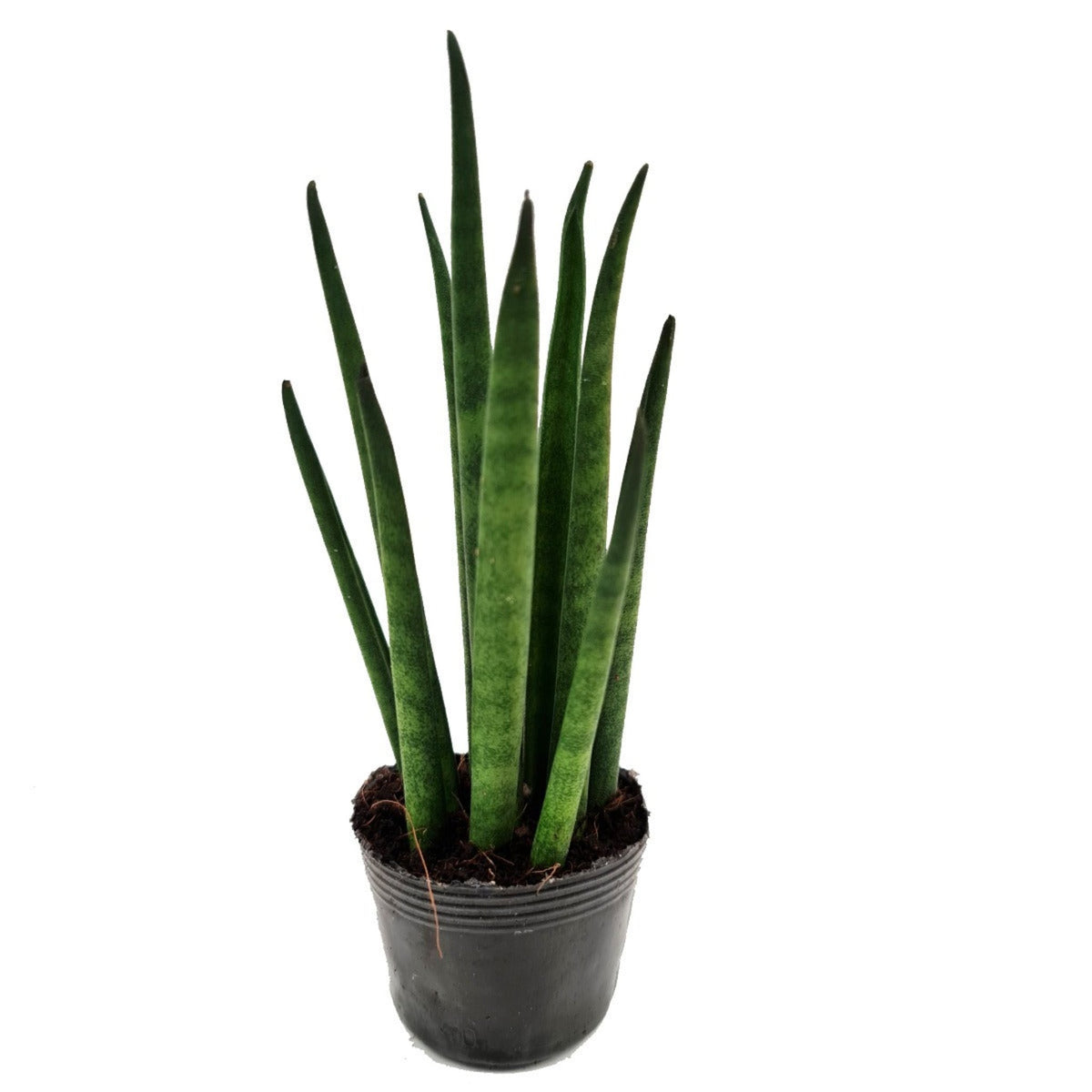 Snake Plant | Cylindrica