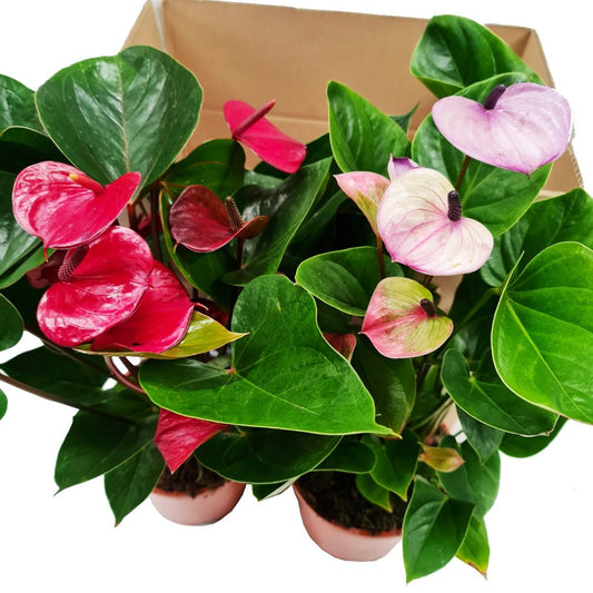 Flamingo | Mystery Box | Perfect Plants for Under £50