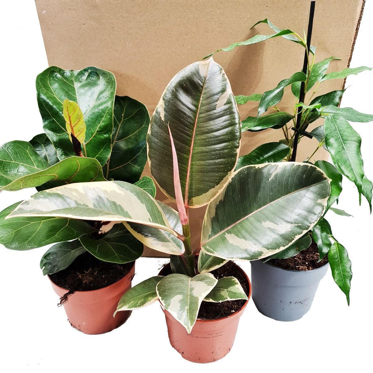 Ornamental Figs | Mystery Box