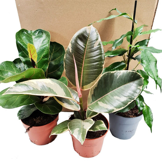 Ornamental Figs | Mystery Box | Air Purifying Plants