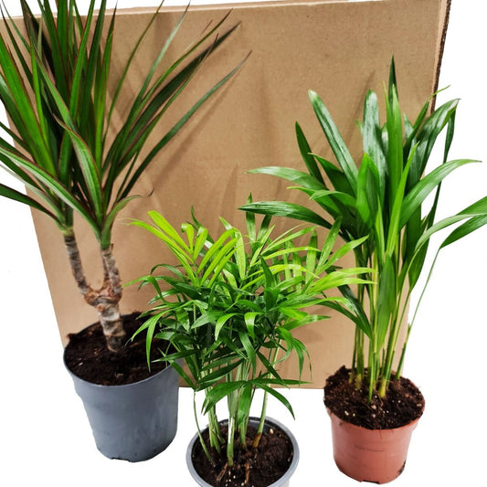 Palms | Mystery Box | Air Purifying Plants