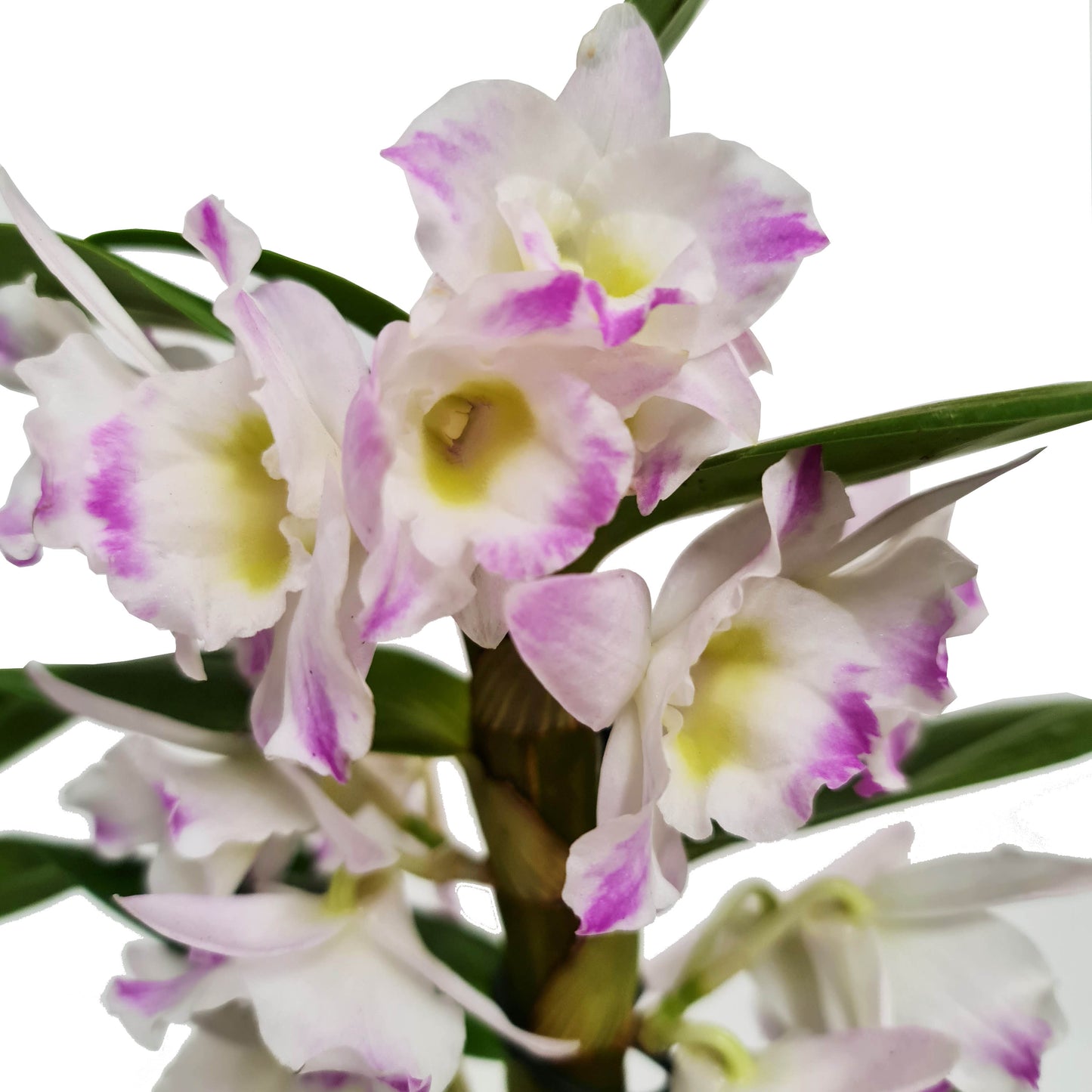 Dendrobium Orchid | Bright Eyes