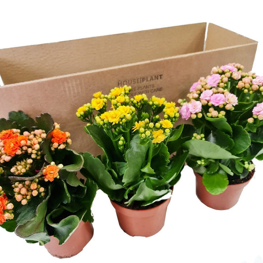 Flowering Kalanchoes | Mystery Box | Indoor Succulent Plants