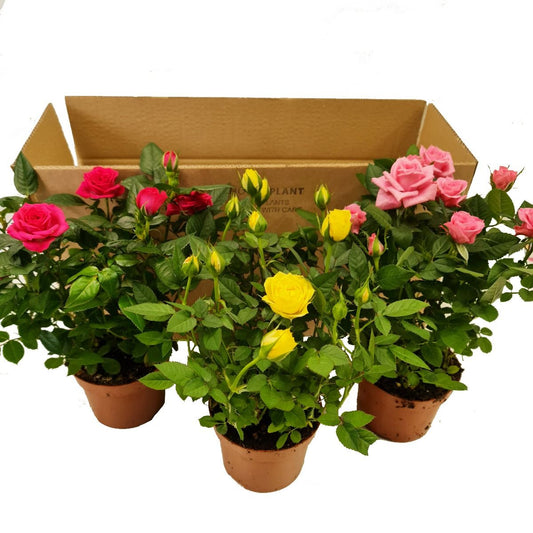 Radiant Rose | Mystery Box | Flowering Plants