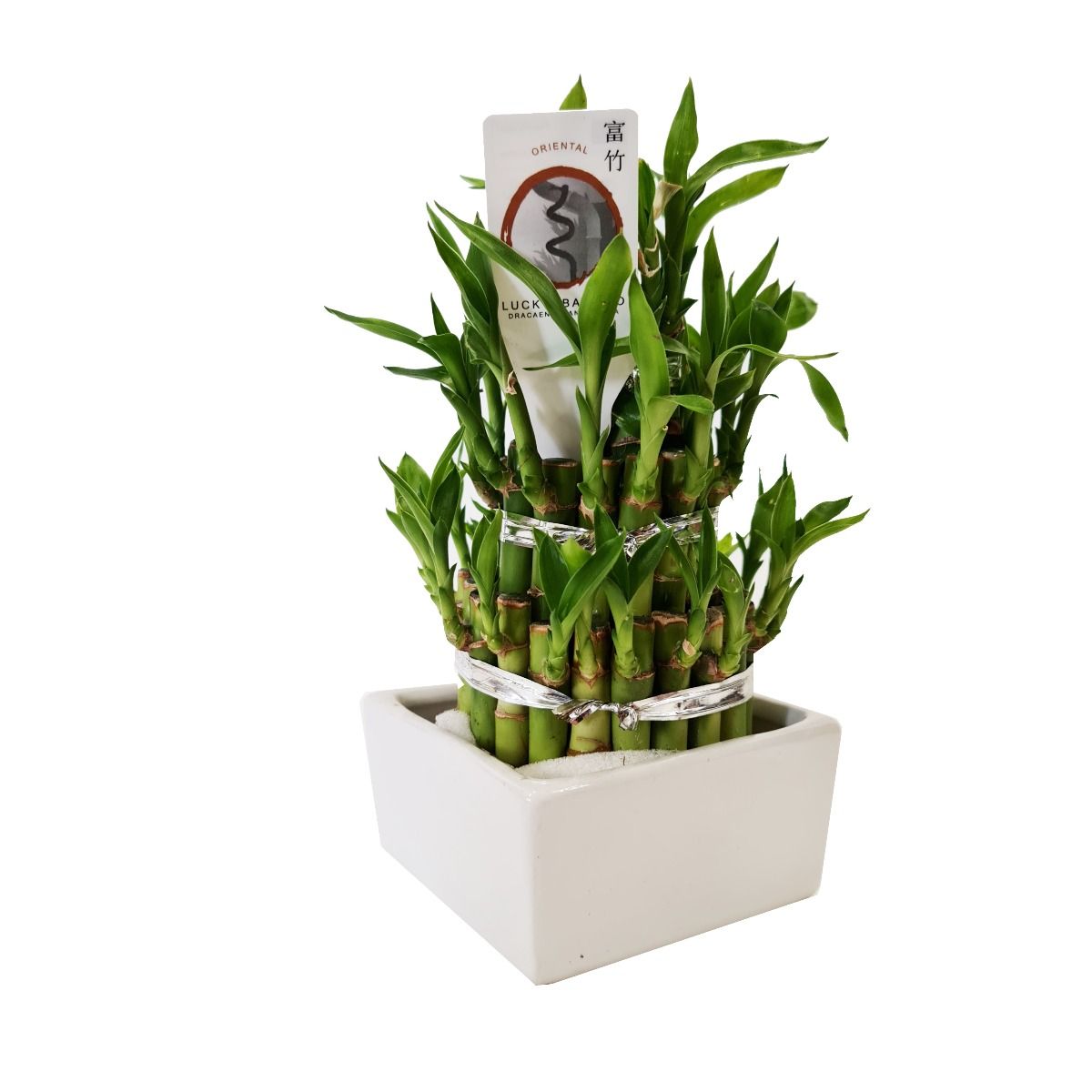 Lucky Bamboo