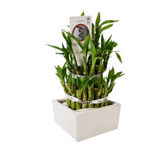Lucky Bamboo | Small Plants & Tot Pots