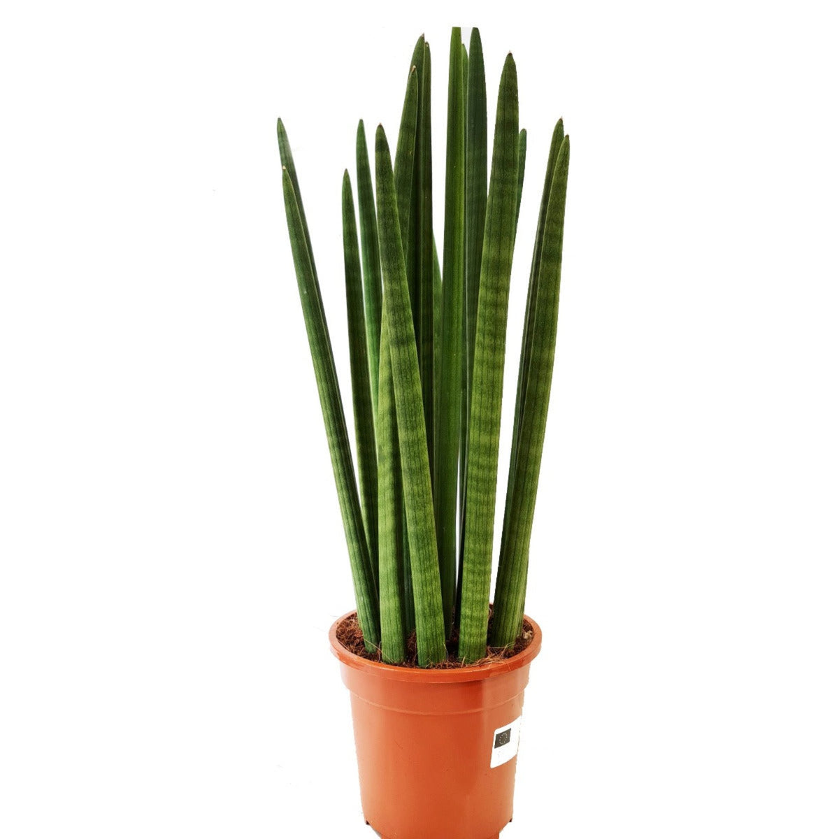 Snake Plant | Cylindrica