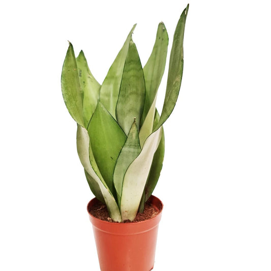 Snake Plant | Moonshine | Perfect Plants for Under £50
