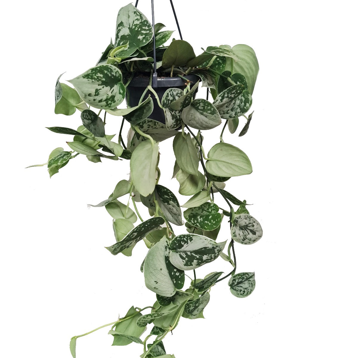 Silver Satin Pothos | Silvery Ann