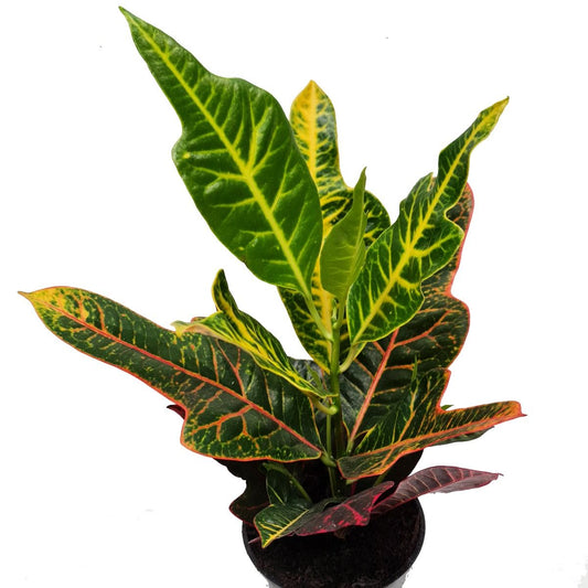 Croton | Excellent | Plant Gift Sets & Gift Ideas