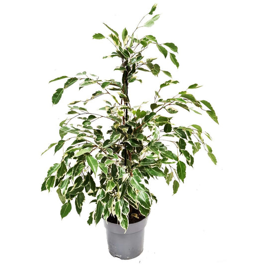 Weeping Fig | Twilight | Perfect Plants for Under £50