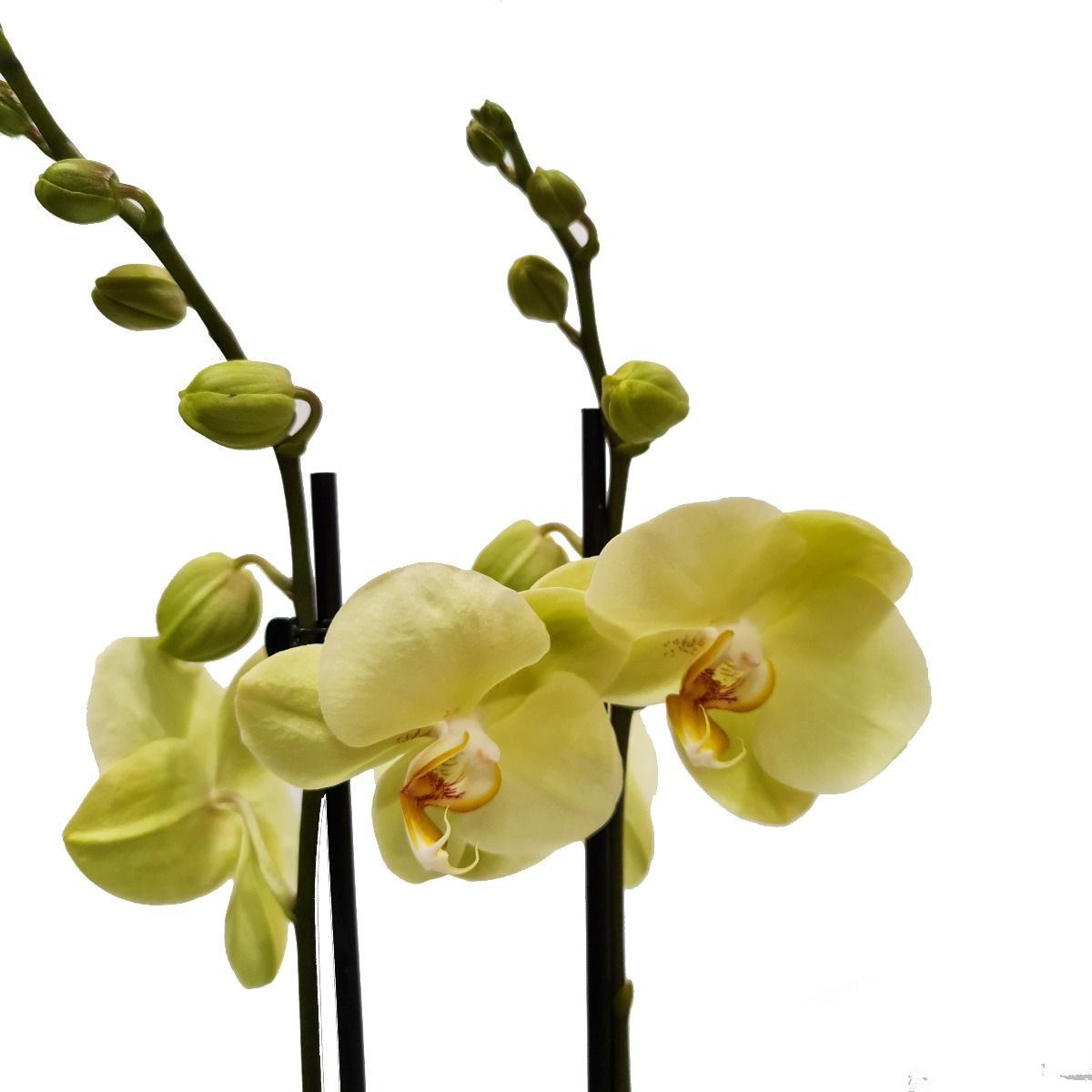 Phalaenopsis Orchid | Yara
