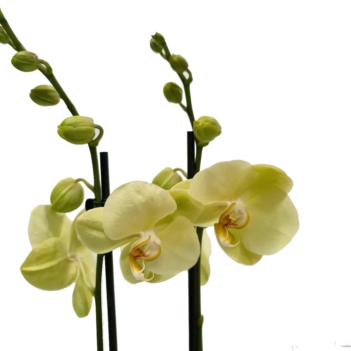 Phalaenopsis Orchid | Lovely Lemon