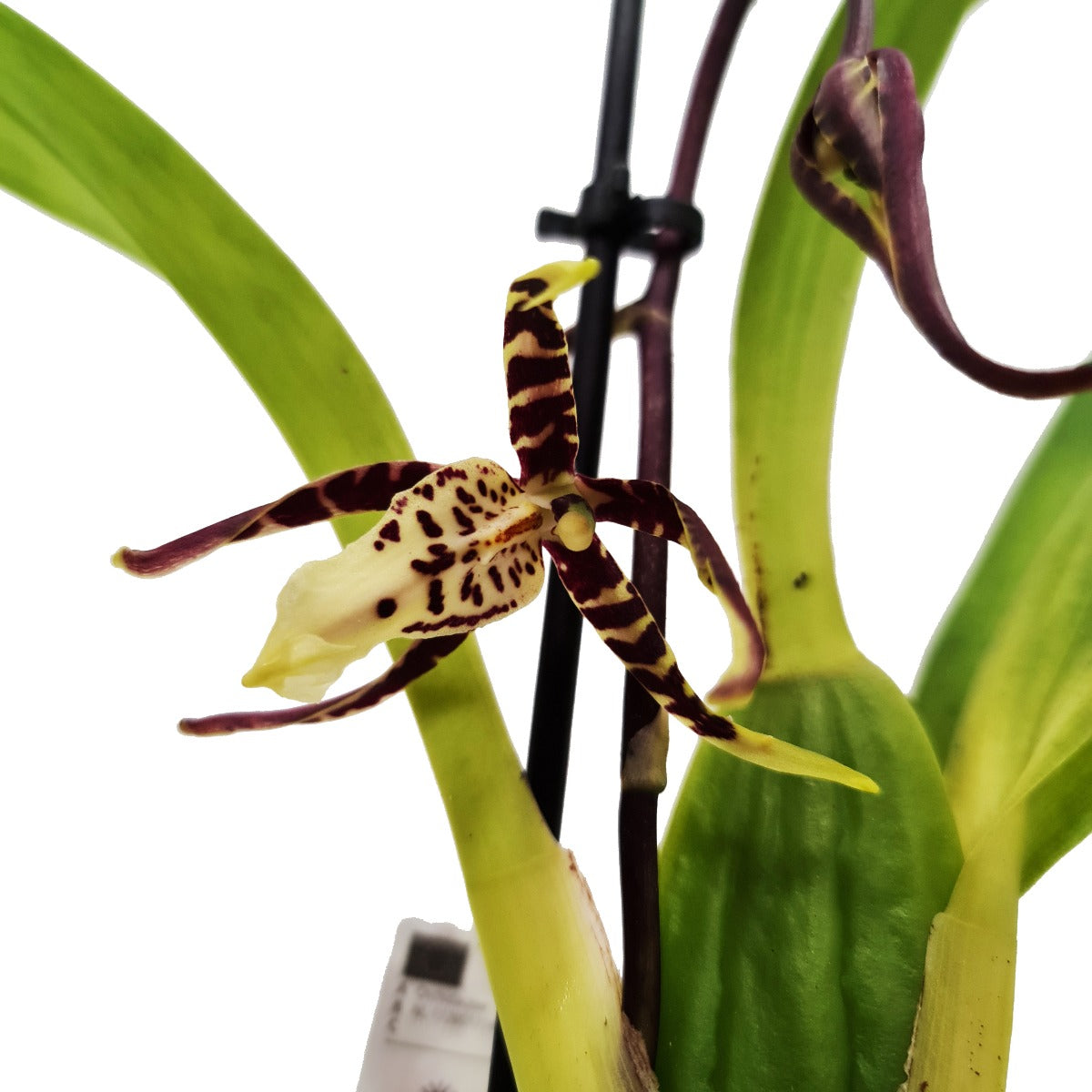 Spider Orchid | Summer Dream