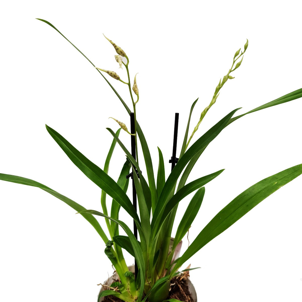 Spider Orchid | Summer Dream Surprise