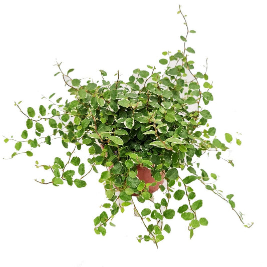 Creeping Fig | White Sunny | Air Purifying Plants