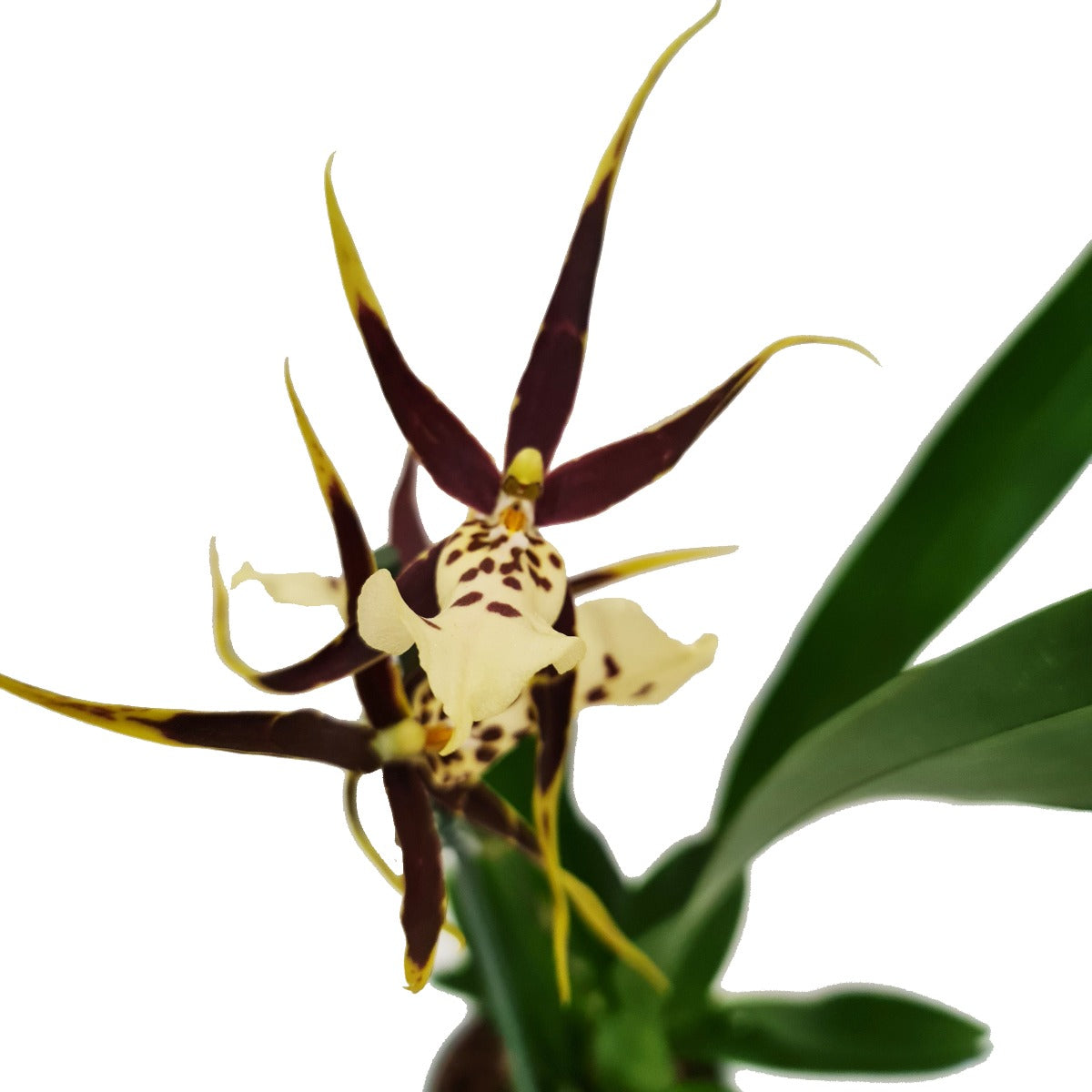 Spider Orchid | Summer Dream Surprise