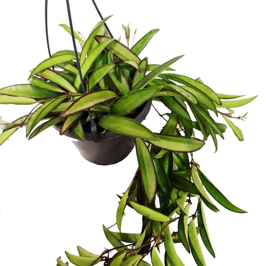 Wax Plant | Wayetii | Air Purifying Plants