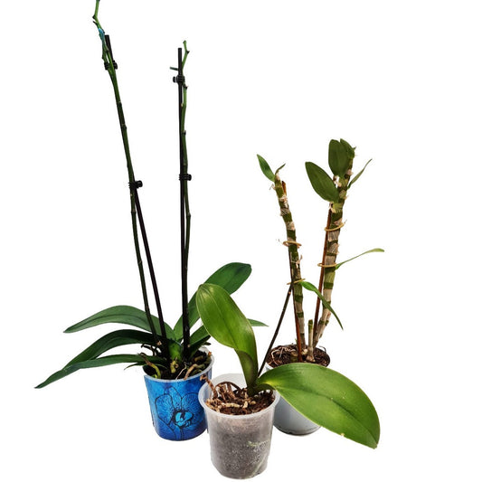 Rescue Me! Orchid Box - Non-Flowering | Potted Houseplants
