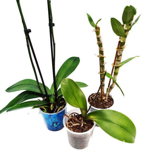 Rescue Me! Orchid Box - Non-Flowering | Potted Houseplants
