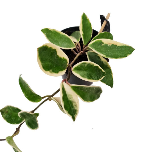 Wax Plant | Tricolour | Potted Houseplants