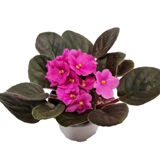 African Violet | Pink | Perfect Plants for Under £30