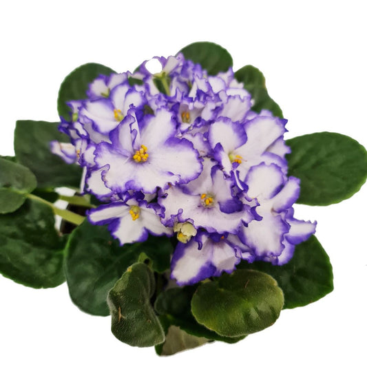 African Violet | Lilac Two Tone | Perfect Plants for Under £30