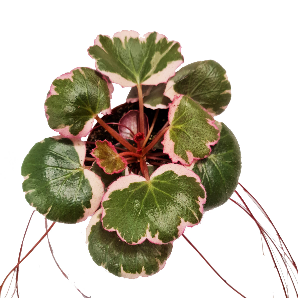 Strawberry Begonia | Albo | Mother Of Thousands | Hard To Find