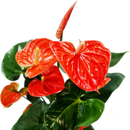 Flamingo Flower | Orange | Potted Houseplants