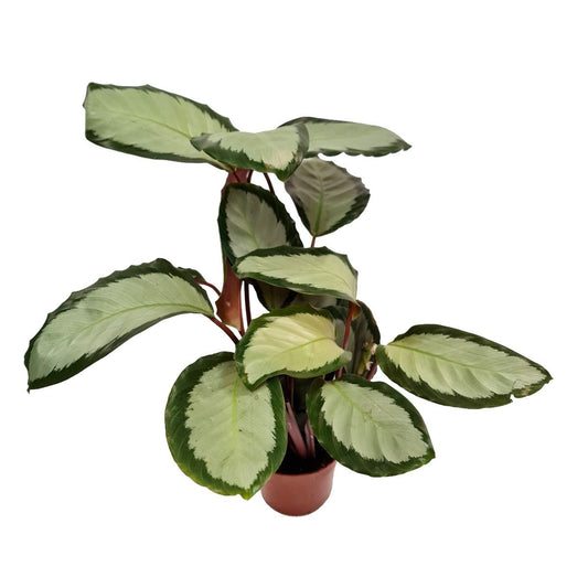 Prayer Plant | Argentea | Potted Houseplants