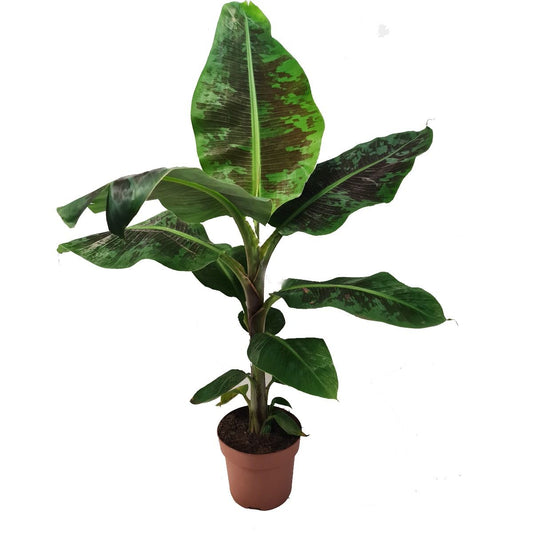 Banana Palm | Tropicana | Variegated Plants