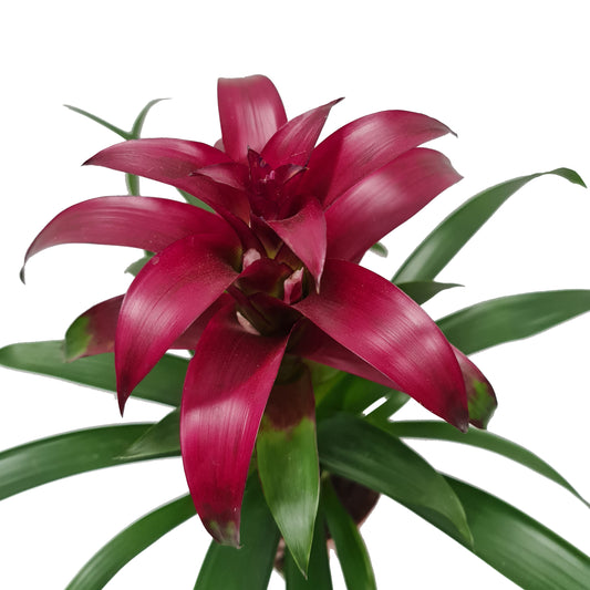 Bromeliad | Guzmania | Nextara Purple | Potted Houseplants