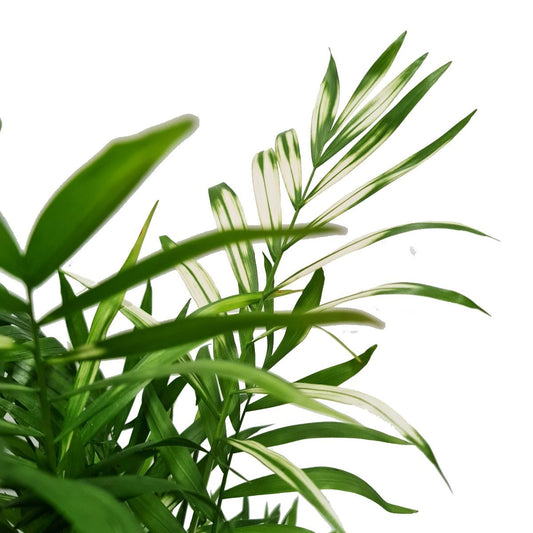 Variegated Parlour Palm | Albo | Hard To Find | Potted Houseplants