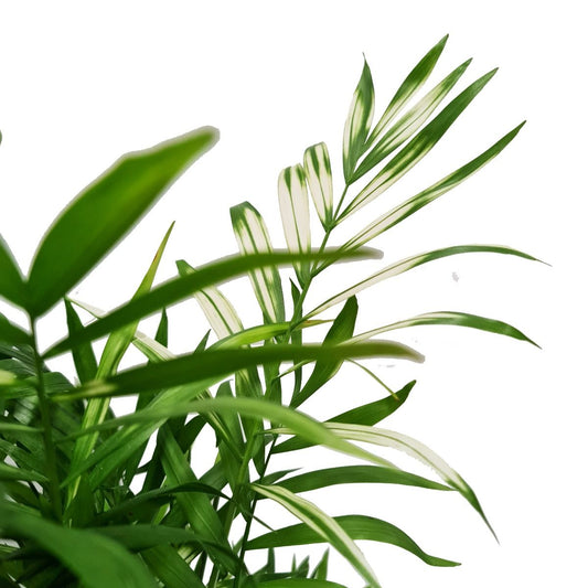 Variegated Parlour Palm | Albo | Hard To Find | Pet Safe Plants
