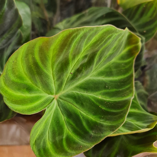 Philo | Incensi | Rare Plant | Potted Houseplants