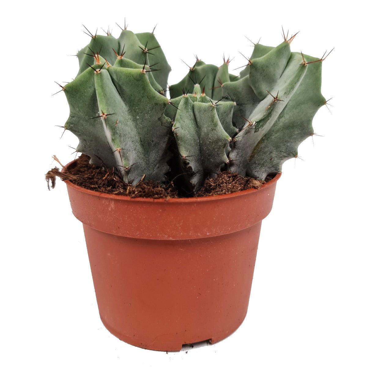 Organ Pipe Cactus | Rare Plant