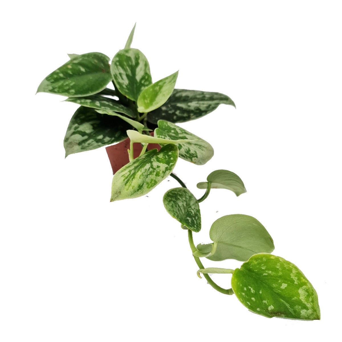 Silver Satin Pothos | Silvery Ann
