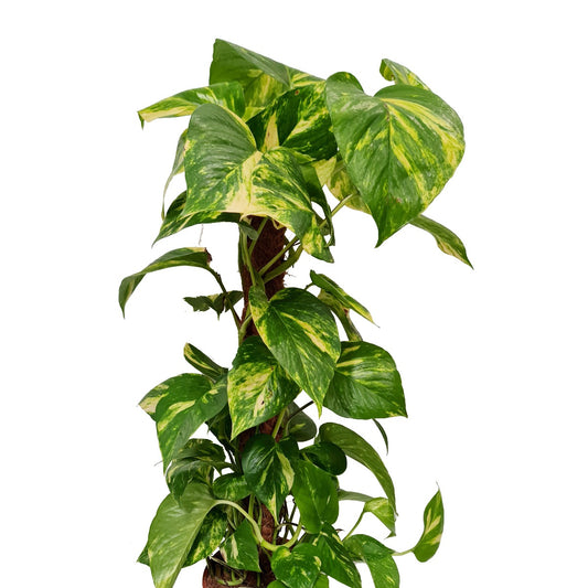 Devil's Ivy | Golden Pothos | Easy Care Houseplants