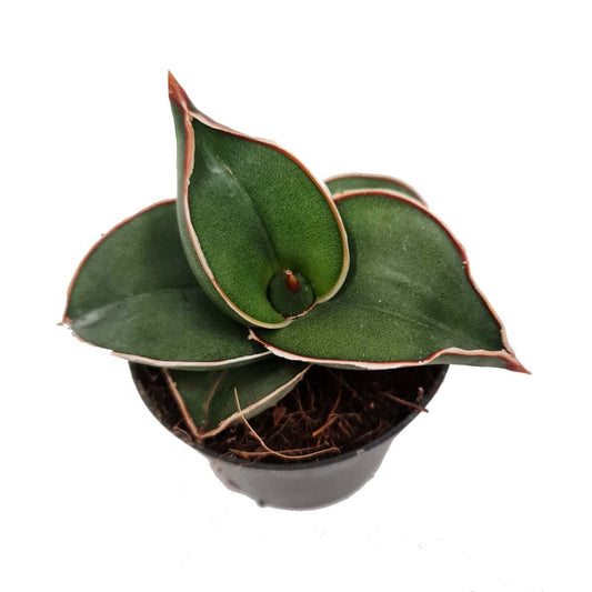 Snake Plant | Samurai Dwarf | Rare Plant | Air Purifying Plants