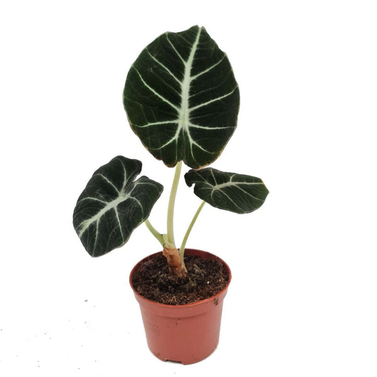 Alocasia | Black Velvet | Potted Houseplants