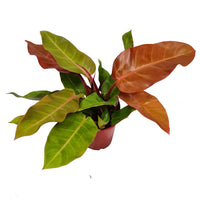 Philo | Prince Of Orange | Rare Plant