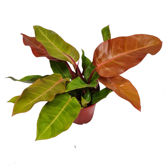 Philo | Prince Of Orange | Rare Plant | Air Purifying Plants
