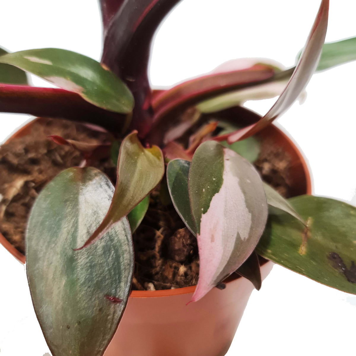 Pink Princess Philo | Rare Plant