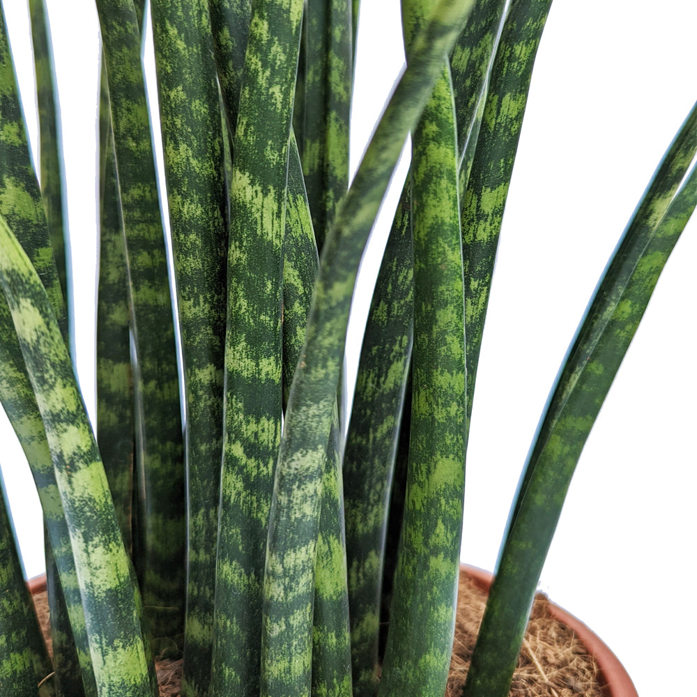 Snake Plant | Fernwood Mikado