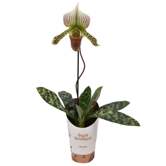 Venus Slipper Orchid | Surprise Variety! | Rare Orchid | Perfect Plants for Under £30