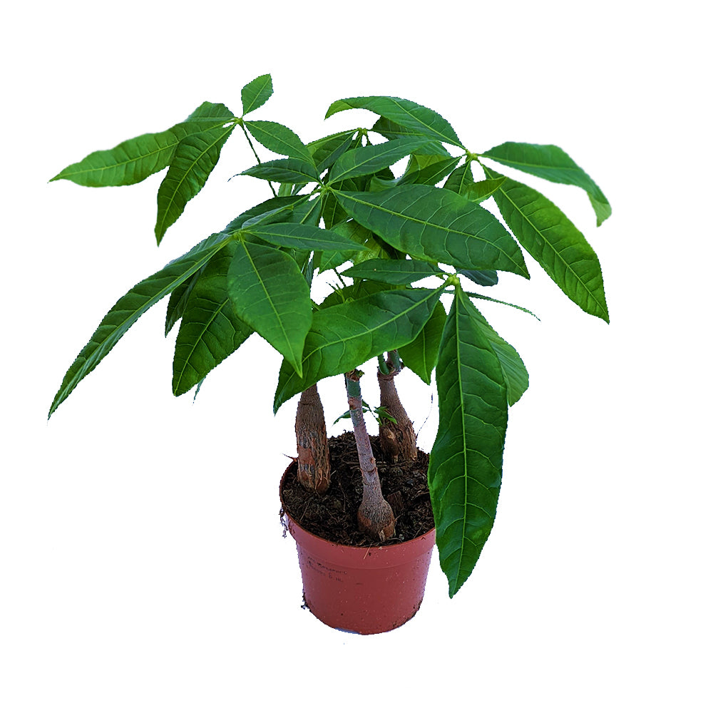 Money Tree | Straight Up!